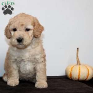 Callandra, Mini Goldendoodle Puppy